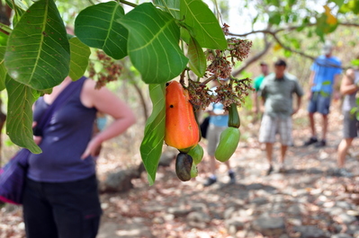 Cashew fruit