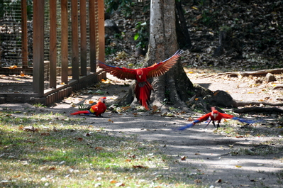 Scarlet Macaw!