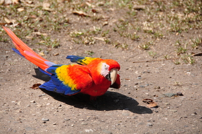 Scarlet Macaw!