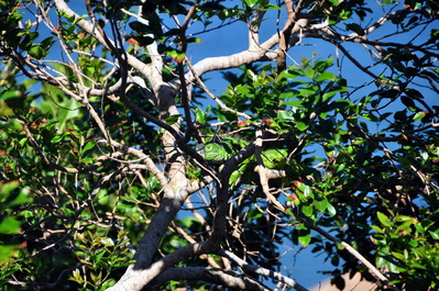 Iguana hanging out in a tree over the balcony at the hotel in West End