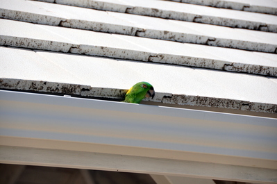 Chacarron mostly hung out in the rain gutter today