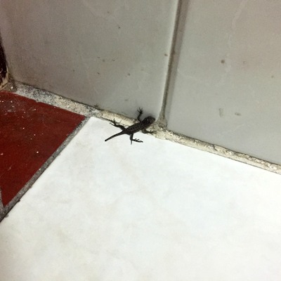 Lizard friend in bathroom
