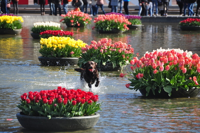 Happy dog playing fetch in the pool in front of the museum