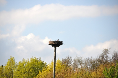 Protected stork nest in Vondelpark