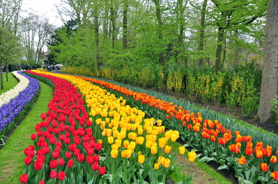 Keukenhof