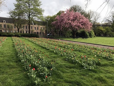 Tulips in the hotel gardens