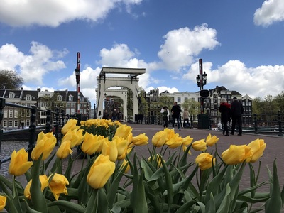 Tulips on a bridge