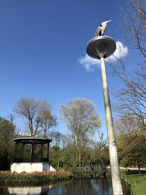 Crazy heron in Vondelpark