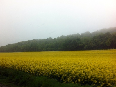 Canola fields on our drive