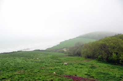 Cows and coastline
