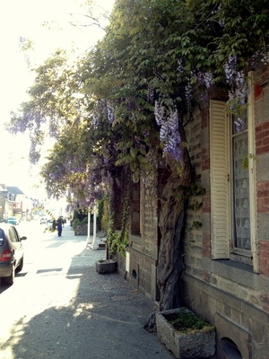 Wisteria outside our hotel