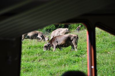 Cows with cowbells!!