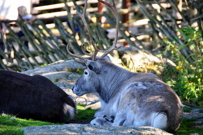 Reindeer!