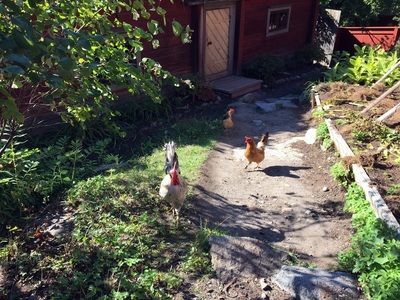 Chickens everywhere