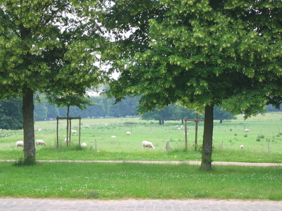 Some sheep on the way back from the back gardens