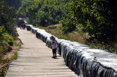 Walking at Qi'ao Mangroves