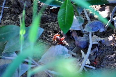 Walking at Qi'ao Mangroves, one of the many little crabs!