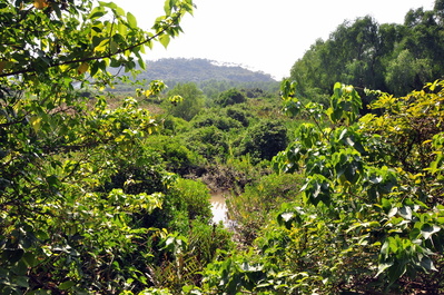 Walking at Qi'ao Mangroves