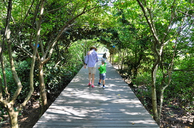 Walking at Qi'ao Mangroves