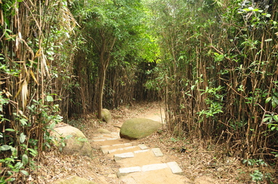 Walking down through the bamboo