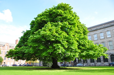 A giant tree at Trinity College