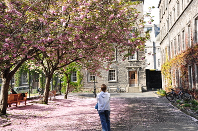 Kim under the cherry blossoms near the tennis courts in Trinity College