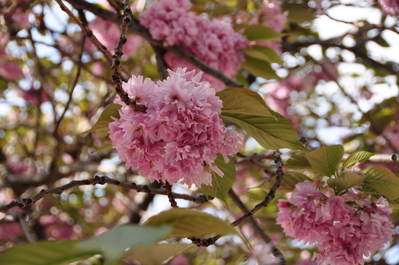 Close up of the cherry blossoms