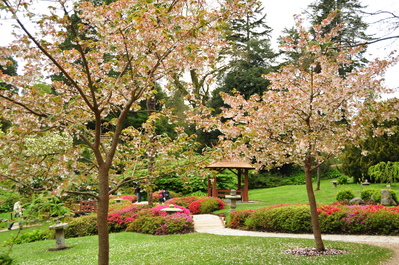 More Japanese gardens at Powerscourt