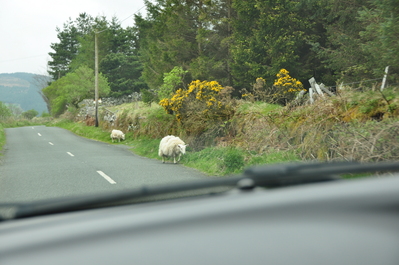 Sheep crossing in the Wicklow Mountains