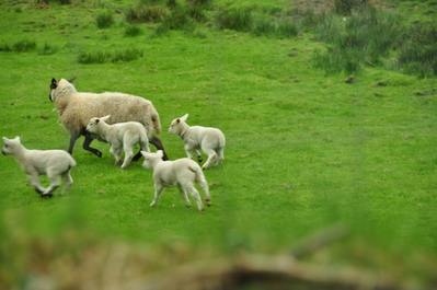 Little lambs running away from our car
