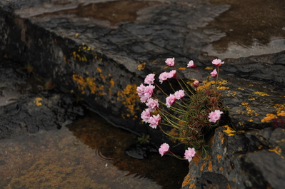 Flowers near the seal sanctuary