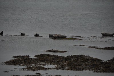 The seals, they were much less noisy than the ones in San Francisco