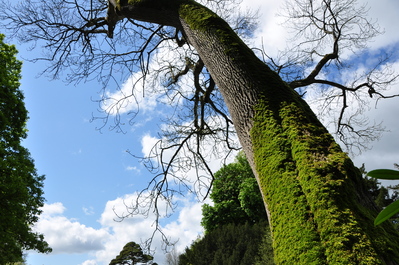 A random tree in the gardens at Birr castle