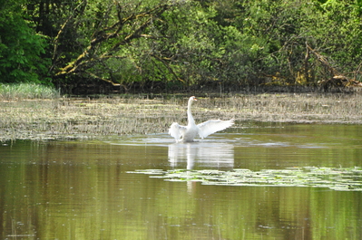 A cool swan in the lake at Birr castle