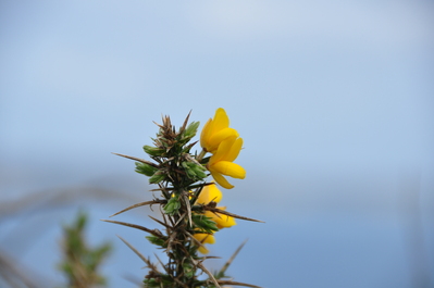 A spiky flower on a spiky flowering bush that grew all over the place in Ireland, apparently it's called 'Gorse'