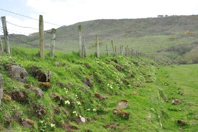 Flowers and fence