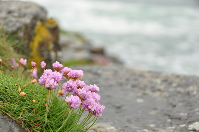 Flowers at the Giant's Causeway