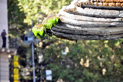 Close up of algae on the fountain