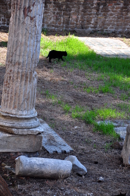 A cat in the Area Sacra