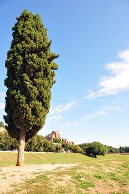 Tree in Circo Massimo, an ancient Roman chariot racing stadium and site of many games and festivals