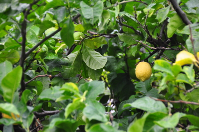 Lemon tree!