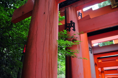 Torii at Fushimi Inari-taisha