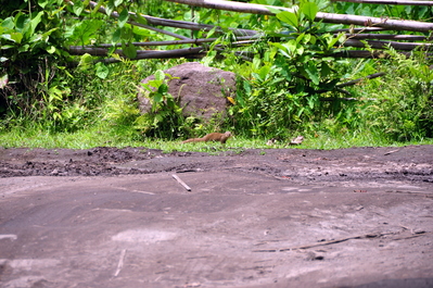 Mongoose (an invasive species)