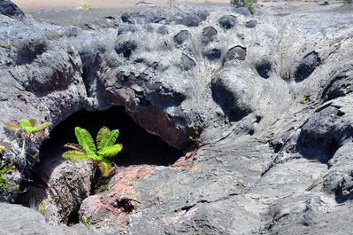 Tree mold at Maunu Ulu