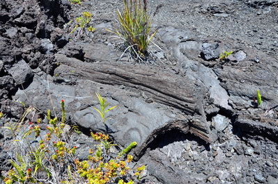 Tree mold at Maunu Ulu