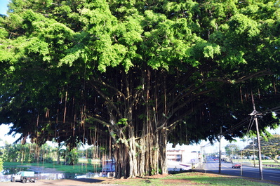 Cool tree in Hilo