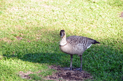 A Nēnē, the state bird of Hawaii, hanging out at the Fairmont