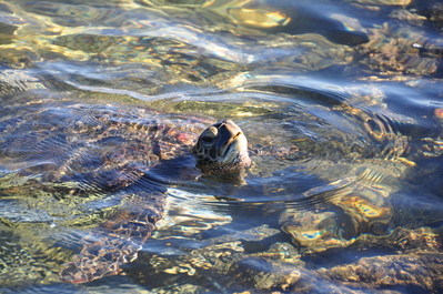 Sea turtle in a tide pool