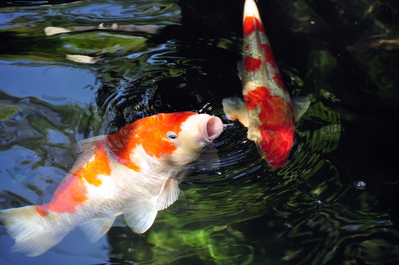 Koi fish at Sensō-ji Buddhist Temple