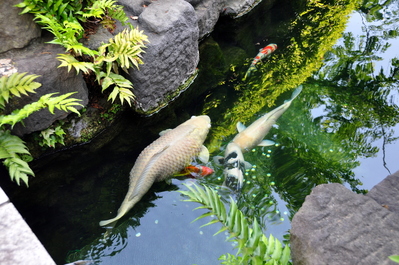 Pregnant koi fish at Sensō-ji Buddhist Temple